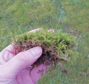 Moss in your lawn? Shrekfeet Lawncare Hampshire
